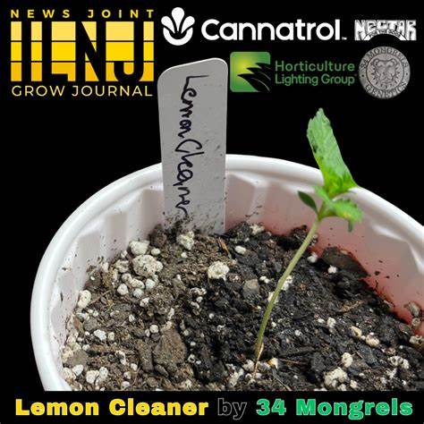 34 Mongrels Genetics