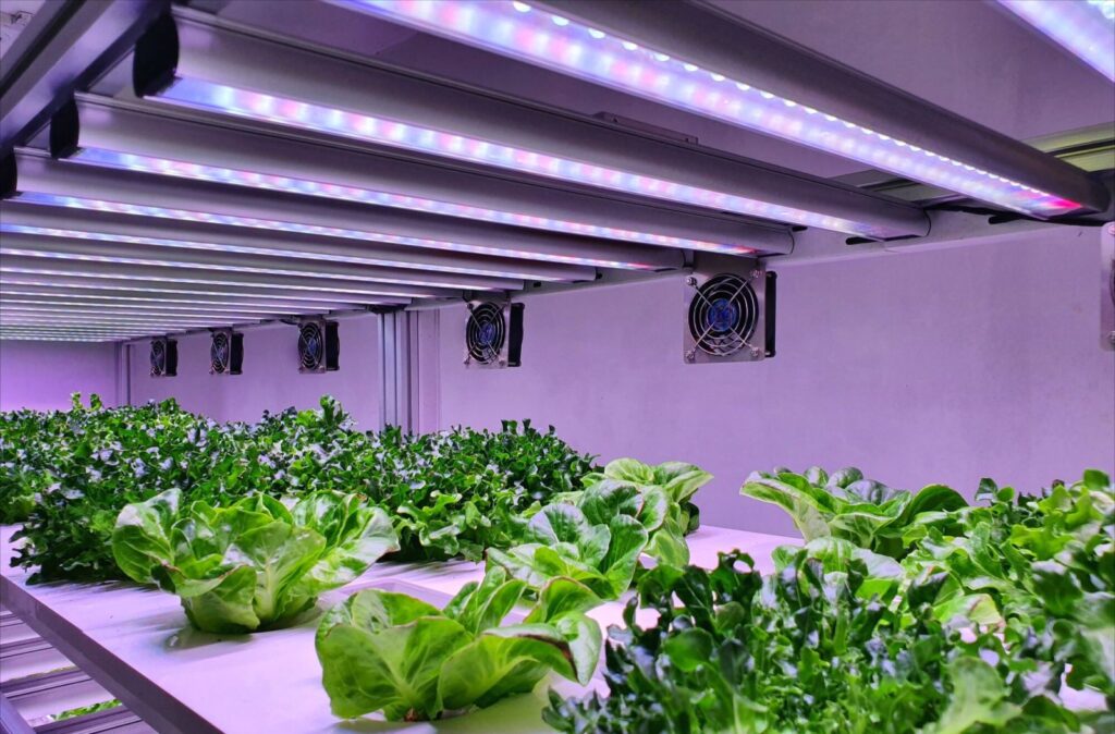 best grow lights for indoor hydroponics full spectrum LED over healthy plants